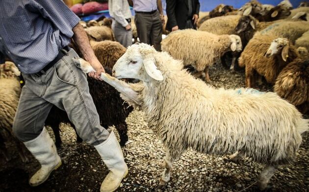 خروج دام زنده بدون مجوز سازمان دامپزشکی قاچاق محسوب می ‌شود