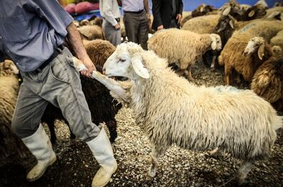 خروج دام زنده بدون مجوز سازمان دامپزشکی قاچاق محسوب می ‌شود