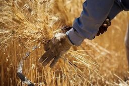 ما در سال زراعی گذشته به اندازه نیاز کشور گندم تولید کردیم