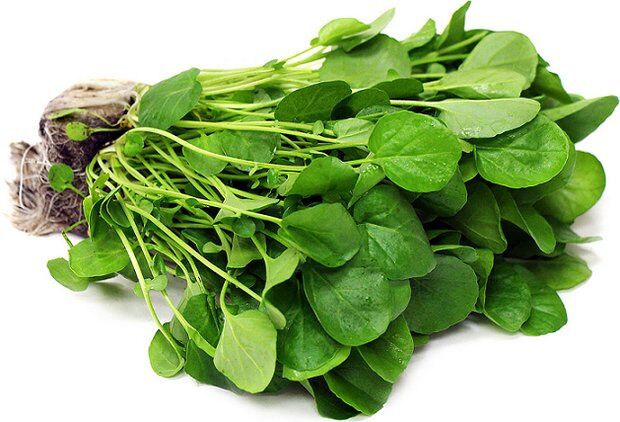 گیاهی که بیشتر از یک همبرگر آهن دارد