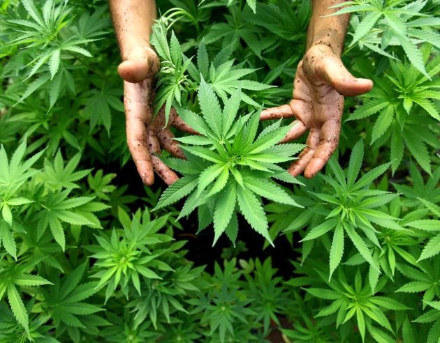 خطر گرایش به مصرف ماریجوانا در نوجوانان مبتلا به افسردگی مزمن