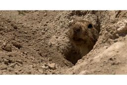 امپراطوری سنجاب‌ها در سینما حقیقت