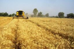 طلب  گندمکاران مازندرانی هفته آینده پرداخت می شود