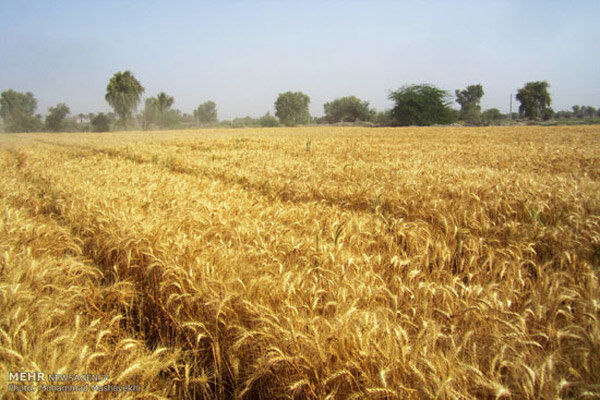 گندمکاران شهرستان آوج از کودهای ازته در مزارع استفاده کنند