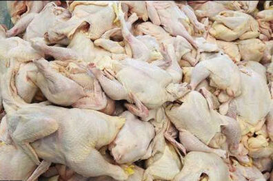 خودکفایی کشور در تولید گوشت مرغ/فعالیت بیش از18هزار واحدمرغ گوشتی