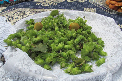 مطالعه دو خزانه ژنتیکی «فندق» در اردبیل/الگوی کشت اصلاح شود
