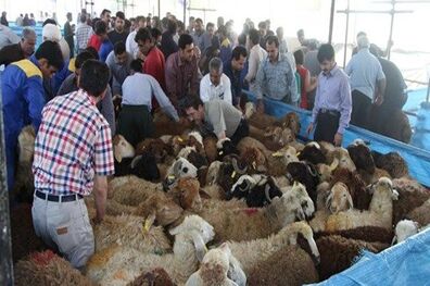 ۱۸۱۶ جایگاه ذبح دام در روز عید قربان آماده خدمت رسانی 