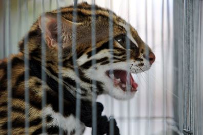 نجات حیوانات قاچاق‌