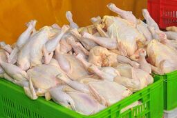 عرضه گوشت مرغ افزایش می‌یابد