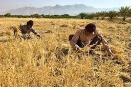 بانک کشاورزی 45000 میلیارد ریال بهای گندم را به حساب کشاورزان واریز کرد