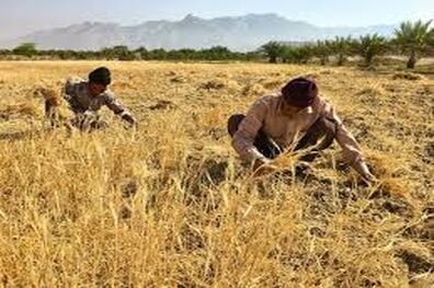 افزایش جهانی قیمت گندم مشکلات جدی در تامین اعتبارات به وجود می آورد