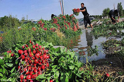 آبیاری مزارع جنوب کوهدشت با فاضلاب