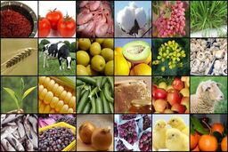فراوانی عرضه، قیمت جهانی مواد غذایی را کاهش داد