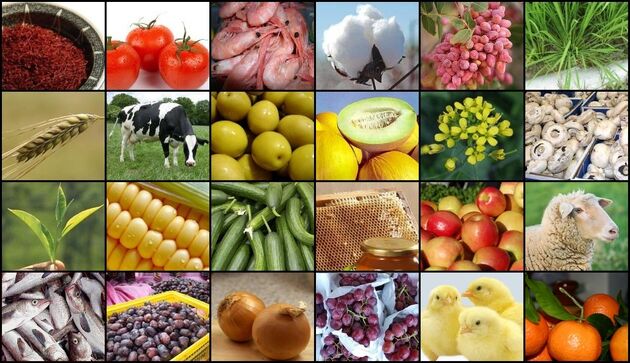فراوانی عرضه، قیمت جهانی مواد غذایی را کاهش داد