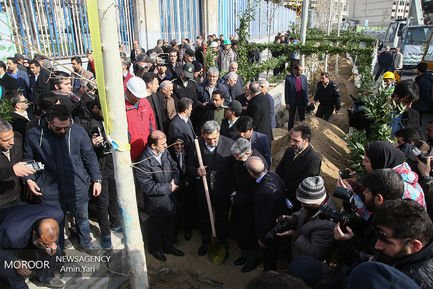 ساماندهی و احیا درختان خیابان ولیعصر (عج)