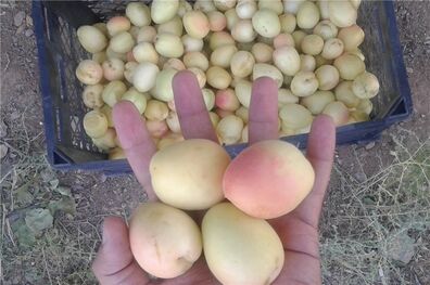 جشنواره گردشگری زردآلوی بسطام برگزار می‌شود