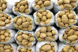 صادرات سیب زمینی در حال حاضر بدون پرداخت عوارض مجاز است