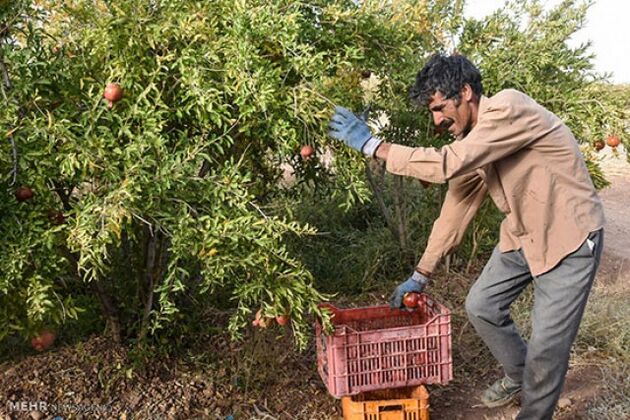 6 هزار هکتار از باغات در استان سمنان تحت پوشش بیمه کشاورزی قرار گرفتند