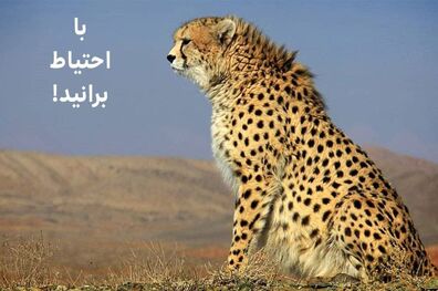 پیامی برای حفاظت از یوزپلنگ‌ها