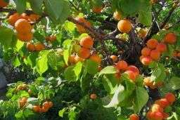بیش از 12 هزار تن زردآلو از باغات ماهنشان برداشت می شود
