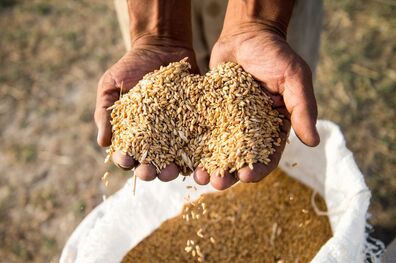 از تأخیر پرداخت مطالبات گندمکاران تا نامشخص بودن قیمت تضمینی محصولات کشاورزی در سال زارعی 96