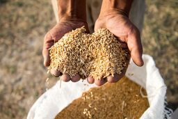 از تأخیر پرداخت مطالبات گندمکاران تا نامشخص بودن قیمت تضمینی محصولات کشاورزی در سال زارعی 96