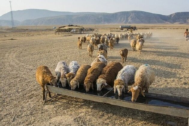 قیمت دام زنده برای عید قربان ۱۴۰۳ اعلام شد
