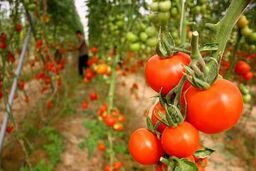 خرید حمایتی محصول گوجه فرنگی کشاورزان استان بوشهر آغاز شد