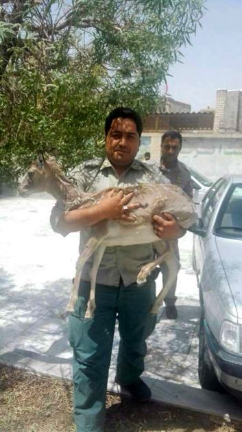 پنج قطعه پرنده و یک راس میش قاچاق درسیستان و بلوچستان کشف شد