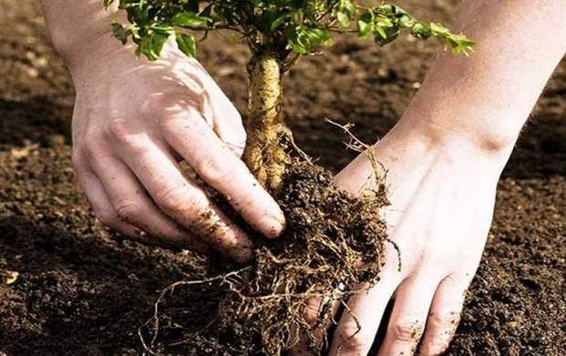 نهال رایگان به خانه تهرانی‌ها می‌آید
