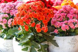 راهنمای جامع نگهداری گل کالانکوا در آپارتمان