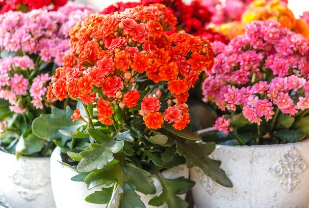 راهنمای جامع نگهداری گل کالانکوا در آپارتمان