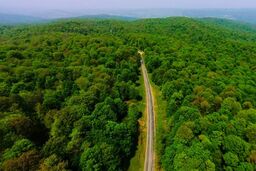 قدرت جذب دی‌اکسیدکربن در گیاهان افزایش یافته است

