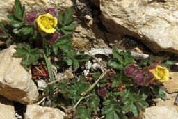 گونه جدیدی از گل سرخ کشف شد