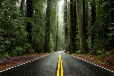 ثبت جهانی جنگل های هیرکانی