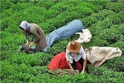 خرید تضمینی 43 هزار تن برگ سبز چای/اختصاص 50 میلیارد تومان از سوی دولت