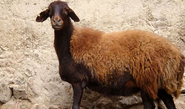 متاسفانه فروش دام نسبت به سال گذشته کاهش داشته است