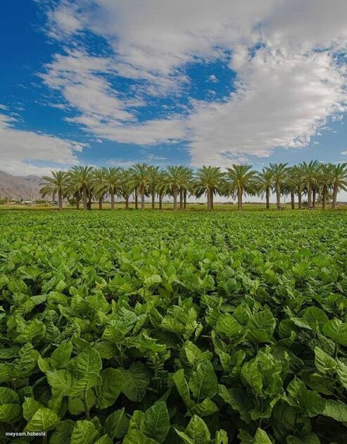 تصویری زیبا از تنگستان بوشهر
