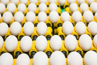 قیمت تخم مرغ افزایش یافت