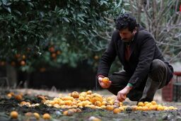 پرداخت923میلیارد ریال تسهیلات باغداری در شعب بانک کشاورزی استان آذربایجان شرقی