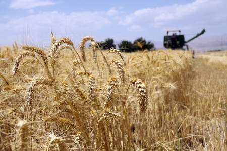 جهانگیری مصوبه نحوه خرید تضمینی گندم برای سال 1396 را ابلاغ کرد