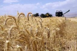 جهانگیری مصوبه نحوه خرید تضمینی گندم برای سال 1396 را ابلاغ کرد