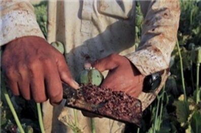 جامعه جهانی و دولت افغانستان در مبارزه با موادمخدر شکست خورده است
