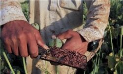 جامعه جهانی و دولت افغانستان در مبارزه با موادمخدر شکست خورده است