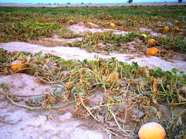 باغدارانی که بیمه‌نامه دارند، خسارت می‌گیرند