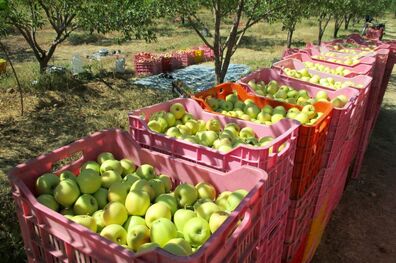 باغداران از سیاست صادرات سیب در ازای واردات موز استقبال کردند