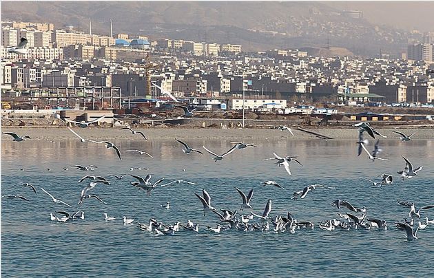 «صدفخوار» گونه جدید زیستی شهر تهران/ 220 گونه پرنده در پایتخت