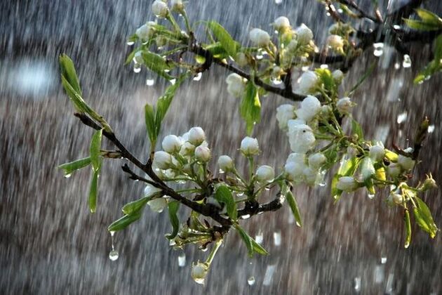 آسمان کشور دوباره بارانی می شود