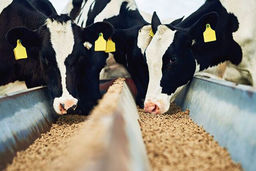 تسهیلات ۲۰۰ میلیون تومانی در قالب دامدار کارت به عشایر پرداخت می شود