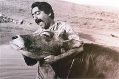 نقدوبررسی فیلم سینمایی گاو با حضور داریوش مهرجویی
